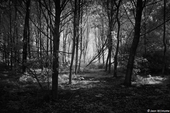 Jeu de lumière dans le sous-bois à l'est de Tuoro-Navaccia.19/09/2015 - 09:23.