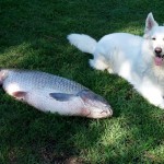 Cliquez sur la vignette pour obtenir l’agrandissement maximal.