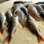 Cliquez sur la vignette pour obtenir l’agrandissement maximal.