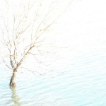 Cliquez sur la vignette pour obtenir l’agrandissement maximal.