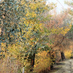 Cliquez sur la vignette pour obtenir l’agrandissement maximal.