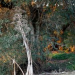 Cliquez sur la vignette pour obtenir l’agrandissement maximal.