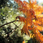 Cliquez sur la vignette pour obtenir l’agrandissement maximal.