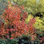 Cliquez sur la vignette pour obtenir l’agrandissement maximal.