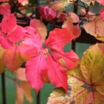 Cliquez sur la vignette pour obtenir l’agrandissement maximal.