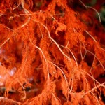 Cliquez sur la vignette pour obtenir l’agrandissement maximal.