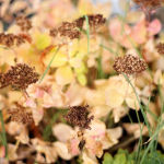 Cliquez sur la vignette pour obtenir l’agrandissement maximal.