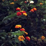 Cliquez sur la vignette pour obtenir l’agrandissement maximal.