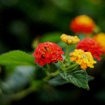 Cliquez sur la vignette pour obtenir l’agrandissement maximal.