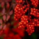 Cliquez sur la vignette pour obtenir l’agrandissement maximal.