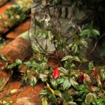 Cliquez sur la vignette pour obtenir l’agrandissement maximal.