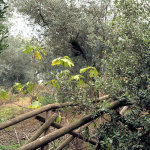 Cliquez sur la vignette pour obtenir l’agrandissement maximal.