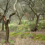 Cliquez sur la vignette pour obtenir l’agrandissement maximal.