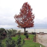 Cliquez sur la vignette pour obtenir l’agrandissement maximal.