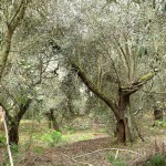 Cliquez sur la vignette pour obtenir l’agrandissement maximal.