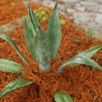 Cliquez sur la vignette pour obtenir l’agrandissement maximal.