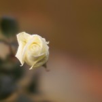 Cliquez sur la vignette pour obtenir l’agrandissement maximal.