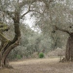 Cliquez sur la vignette pour obtenir l’agrandissement maximal.