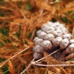 Cliquez sur la vignette pour obtenir l’agrandissement maximal.