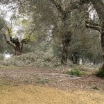 Cliquez sur la vignette pour obtenir l’agrandissement maximal.