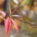 Cliquez sur la vignette pour obtenir l’agrandissement maximal.