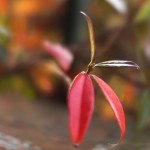 Cliquez sur la vignette pour obtenir l’agrandissement maximal.