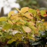 Cliquez sur la vignette pour obtenir l’agrandissement maximal.