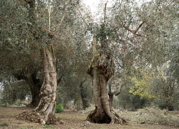 Idem.Admirez l'allure torturée des deux oliviers à l'avant-plan.Le prochain article sera consacré à ce sujet.