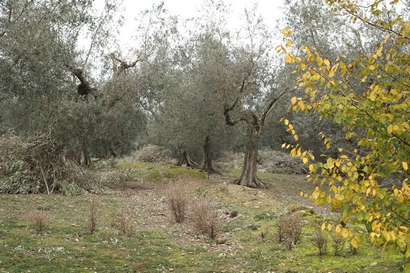 Idem.Mais cette fois, certaines feuilles virent au jaune, ajoutant une composante plus vive à ces tableaux "impressionnistes".