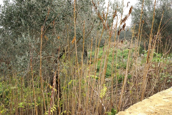 Arrivée de la strada San Michele Arcangelo au point culminant de l'Isola Maggiore.