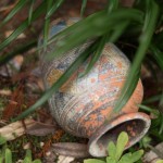 Cliquez sur la vignette pour obtenir l’agrandissement maximal.