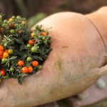 Cliquez sur la vignette pour obtenir l’agrandissement maximal.