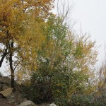 Cliquez sur la vignette pour obtenir l’agrandissement maximal.