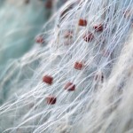 Cliquez sur la vignette pour obtenir l’agrandissement maximal.