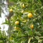 Cliquez sur la vignette pour obtenir l’agrandissement maximal.