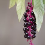 Cliquez sur la vignette pour obtenir l’agrandissement maximal.