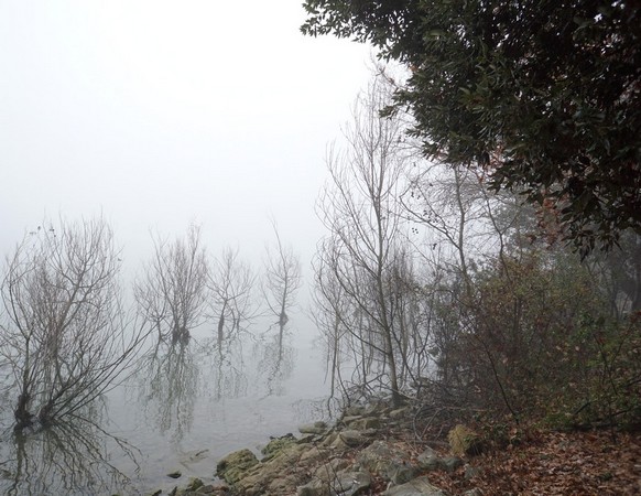Les arbustes immergés dans le lac suite à l'élévation de son niveau ces deux dernières années.