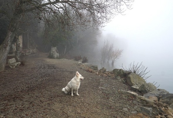 Ma chienne Aïka, associée à toutes mes ballades sur l'Isola Maggiore.