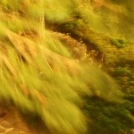 Cliquez sur la vignette pour obtenir l’agrandissement maximal.