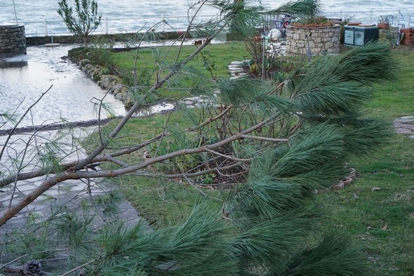 Cristiano vient de réussir à dégager la branche et à la faire tomber au sol.