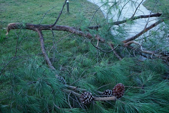 Détail de cette grosse branche.