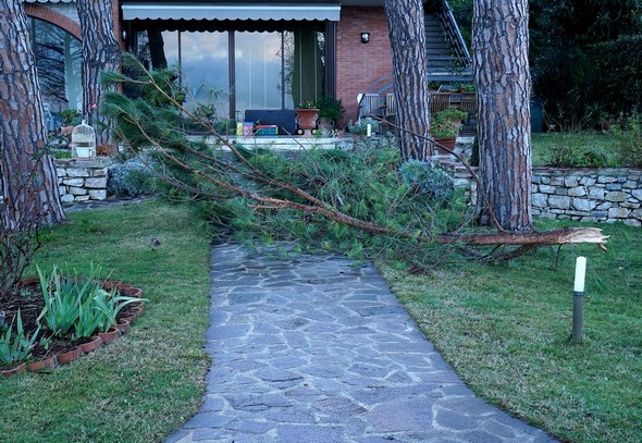 La branche tombée barre encore toute la largeur du chemin.Cette photo permet bien d'en apprécier la taille.