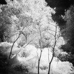 Cliquez sur la vignette pour obtenir l’agrandissement maximal.