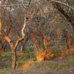 Cliquez sur la vignette pour obtenir l’agrandissement maximal.