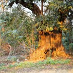 Cliquez sur la vignette pour obtenir l’agrandissement maximal.