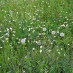 Cliquez sur la vignette pour obtenir l’agrandissement maximal.