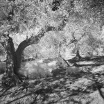 Cliquez sur la vignette pour obtenir l’agrandissement maximal.