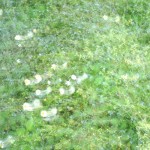 Cliquez sur la vignette pour obtenir l’agrandissement maximal.