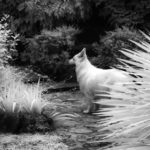 Cliquez sur la vignette pour obtenir l’agrandissement maximal.