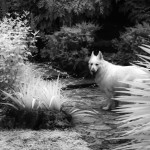 Cliquez sur la vignette pour obtenir l’agrandissement maximal.